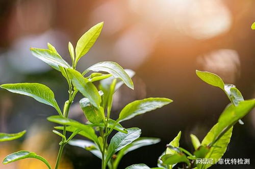 植物及植物提取物檢測在天然香料質(zhì)量控制中的應用