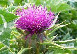 植物提取物在食品中的應用與監(jiān)管 以天然香料為例